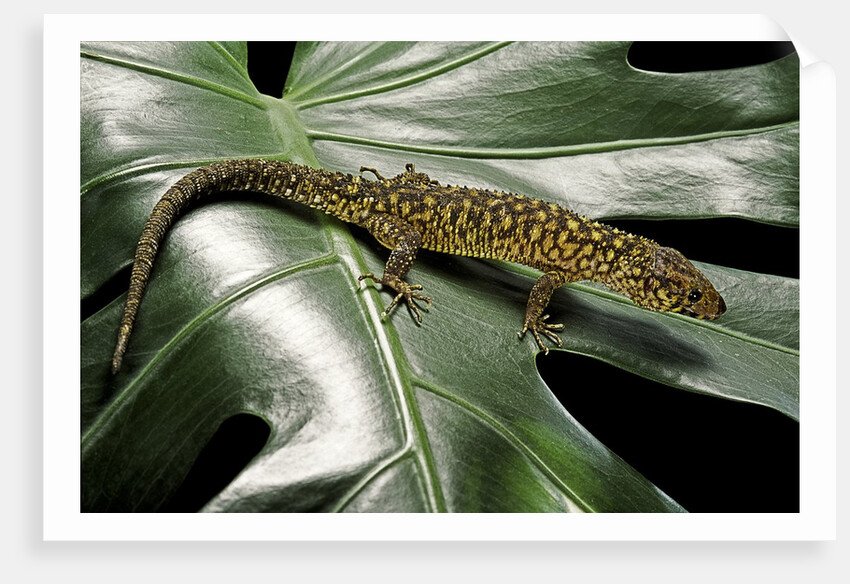 Lepidophyma flavimaculatum (bark lizard) by Anonymous