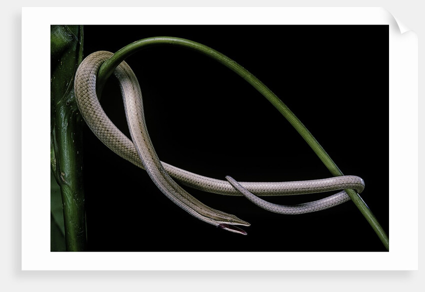 Lialis jicari (New Guinea snake-lizard) by Anonymous