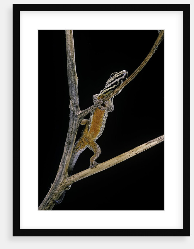 Lygodactylus gutturalis (dwarf gecko) by Anonymous