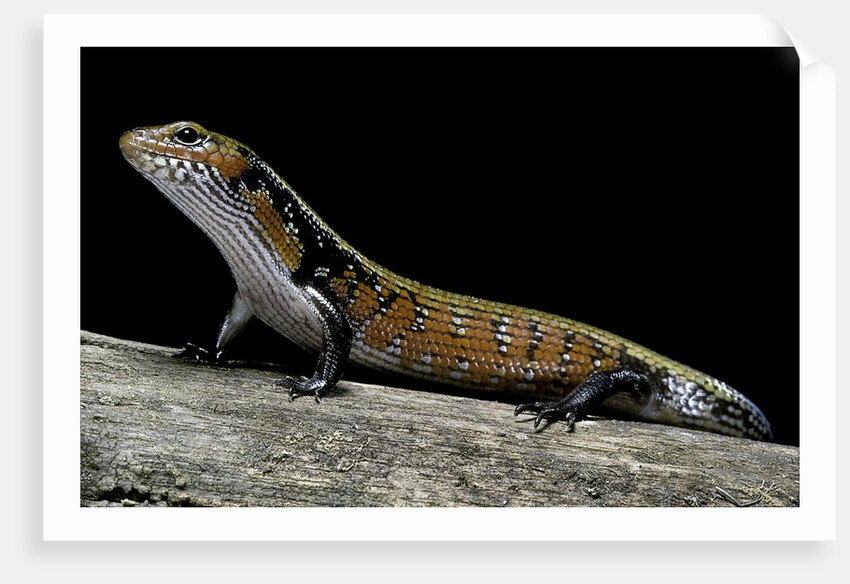 Lepidothyris (Riopa) fernandi (true fire skink) by Corbis