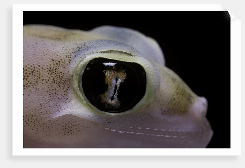 Palmatogecko rangei (Namib sand gecko) - eye by Anonymous