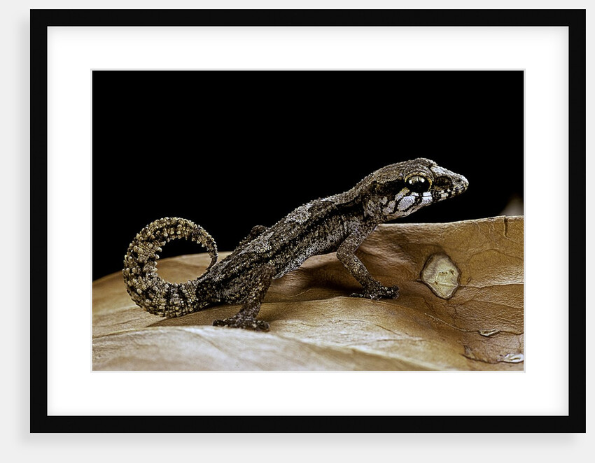Paroedura androyensis (Grandidier's Madagasoer ground gecko) by Anonymous
