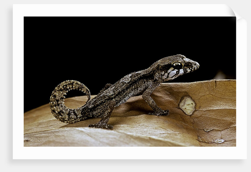 Paroedura androyensis (Grandidier's Madagasoer ground gecko) by Anonymous
