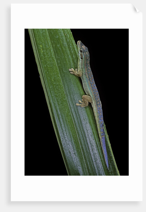 Phelsuma cepediana (blue-tailed day gecko) by Anonymous