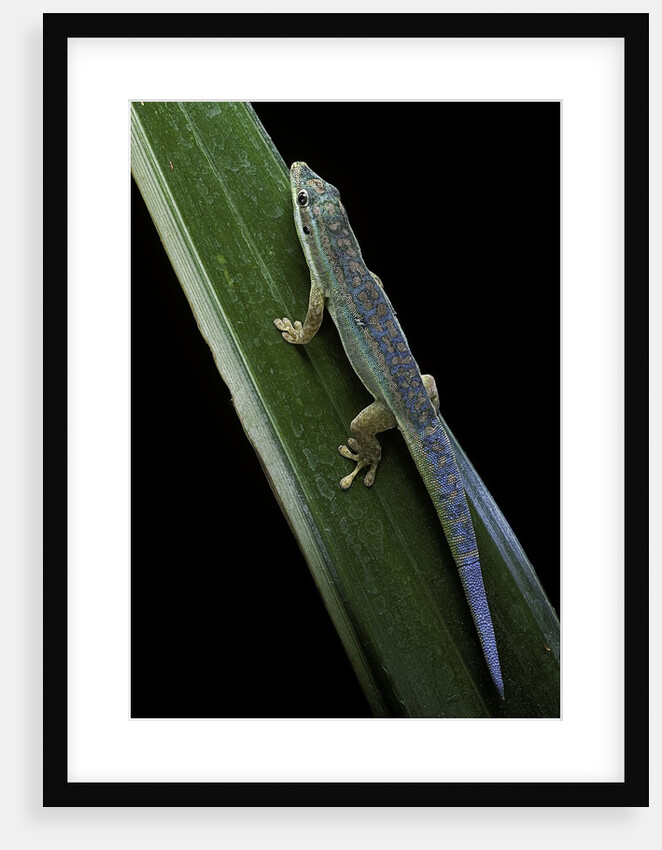 Phelsuma cepediana (blue-tailed day gecko) by Anonymous