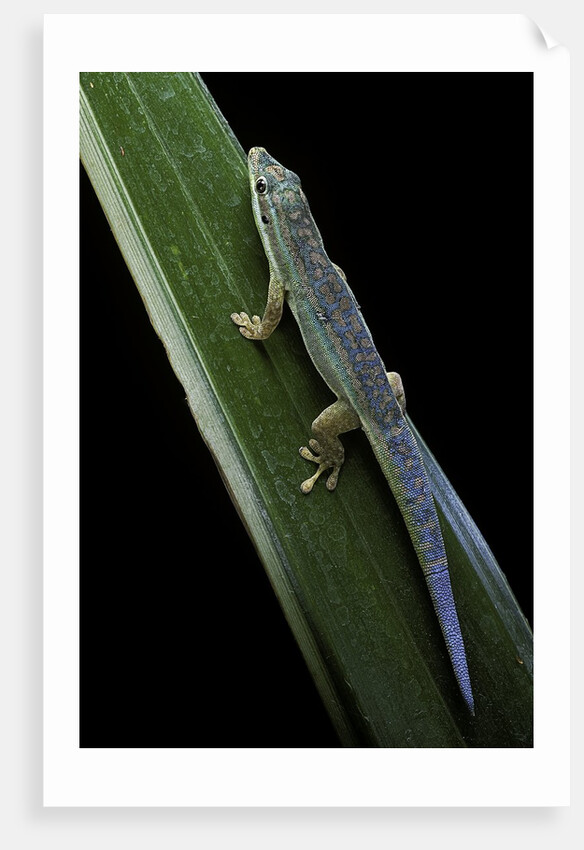 Phelsuma cepediana (blue-tailed day gecko) by Anonymous