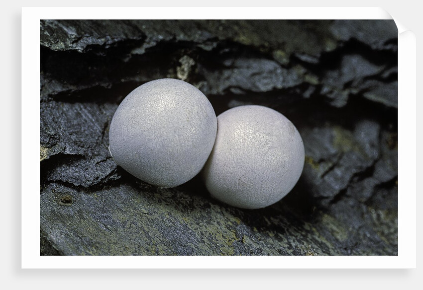 Phelsuma ornata (ornate day gecko) - eggs by Anonymous