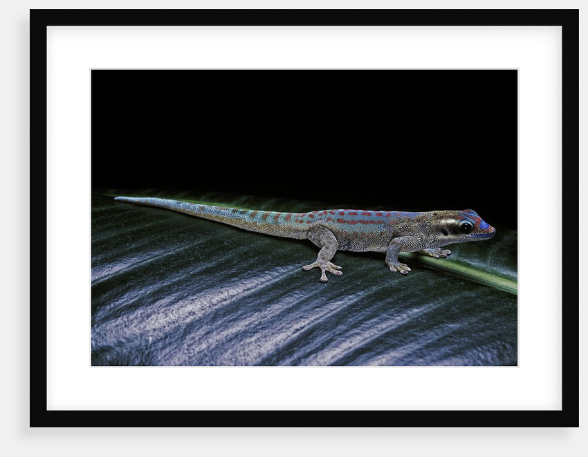 Phelsuma ornata ornata (ornate day gecko) by Anonymous