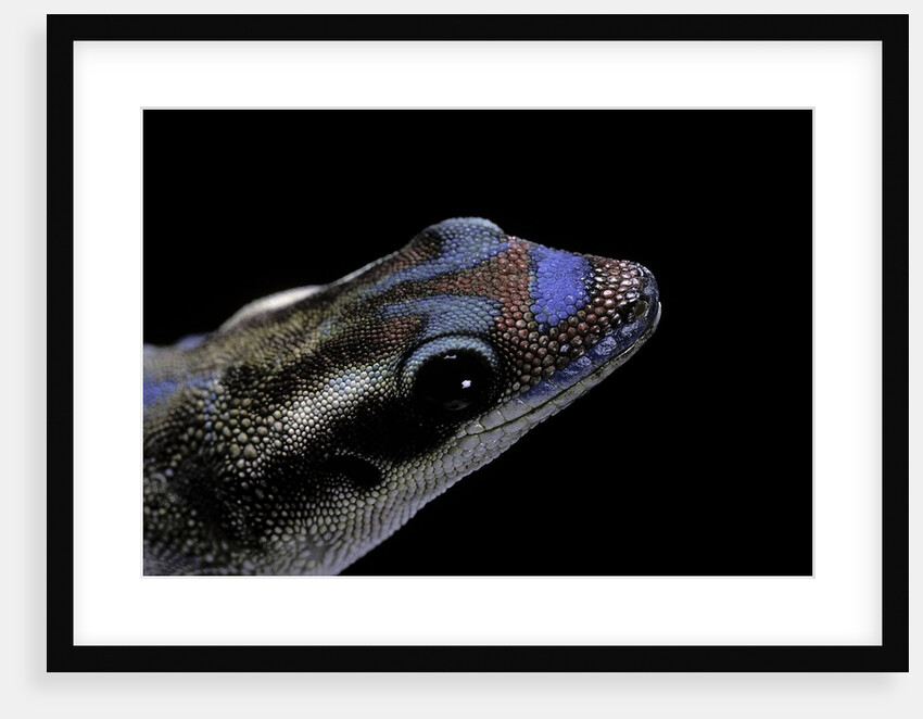 Phelsuma ornata ornata (ornate day gecko) by Anonymous