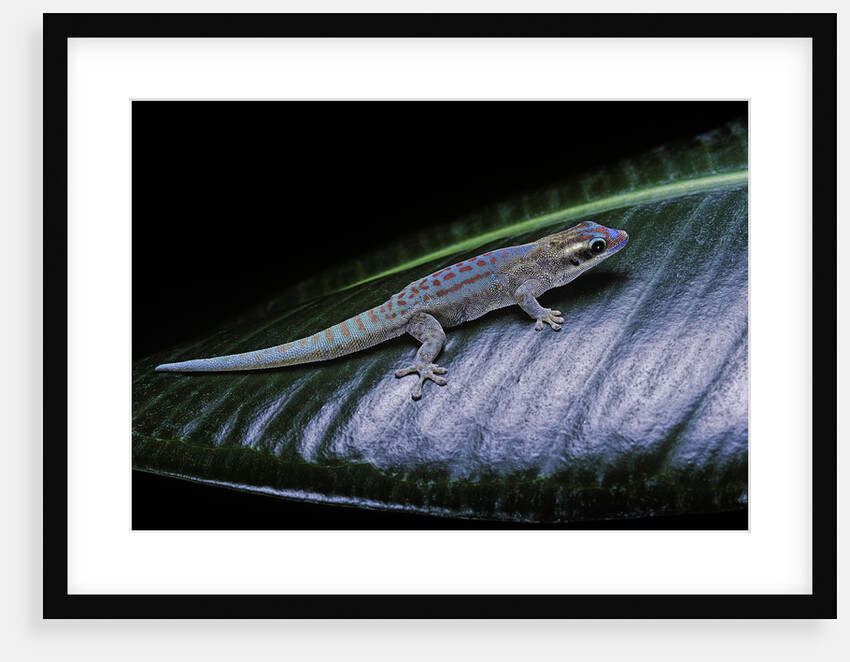 Phelsuma ornata ornata (ornate day gecko) by Anonymous
