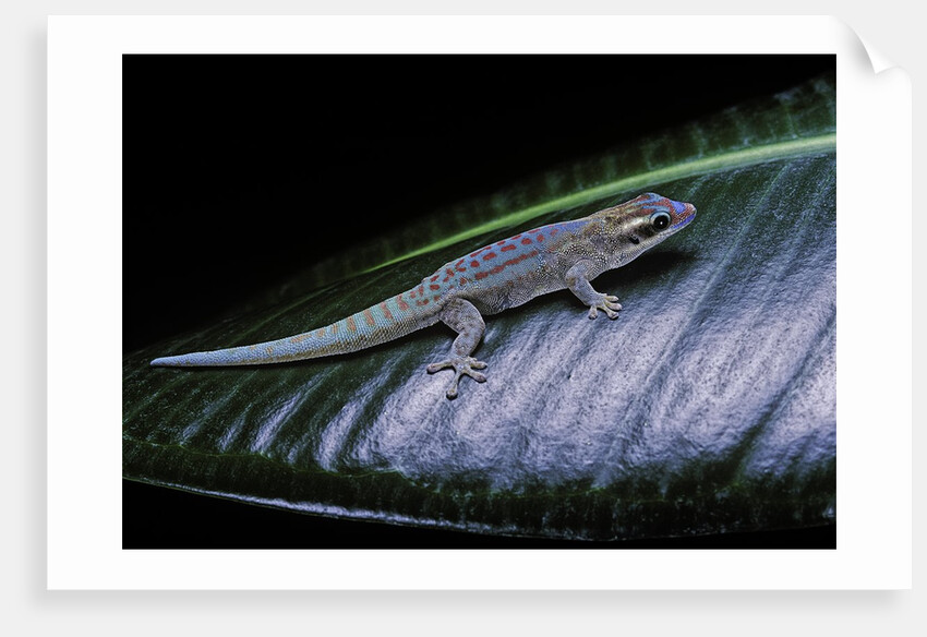 Phelsuma ornata ornata (ornate day gecko) by Anonymous