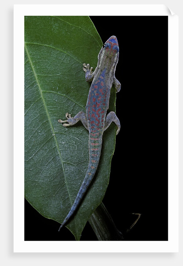 Phelsuma ornata ornata (ornate day gecko) by Anonymous