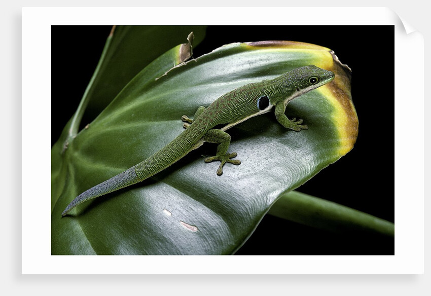 Phelsuma quadriocellata (Peacock day gecko) by Anonymous