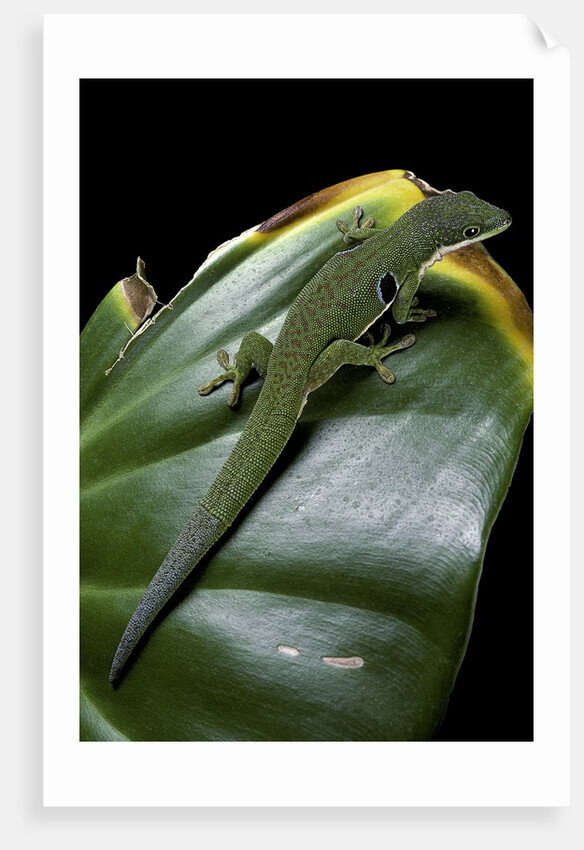 Phelsuma quadriocellata (Peacock day gecko) by Anonymous