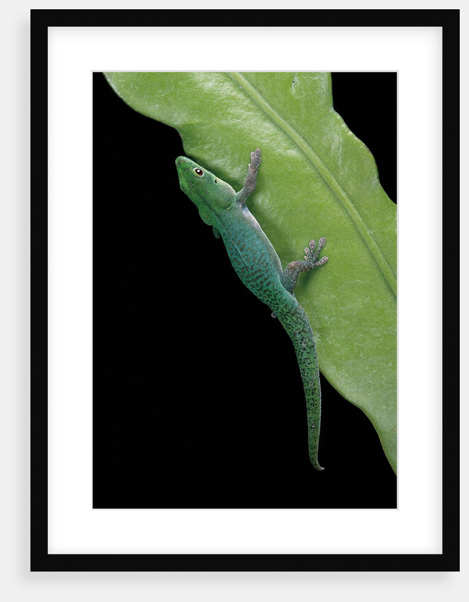 Phelsuma v-nigra (Indian day gecko) by Anonymous