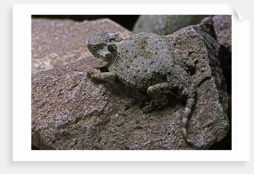 Phrynosoma modestum (roundtailed horned lizard) by Anonymous