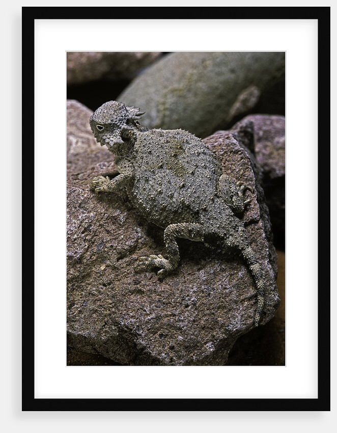 Phrynosoma modestum (roundtailed horned lizard) by Anonymous