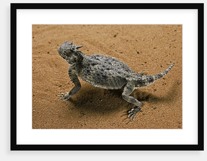 Phrynosoma platyrhinos (desert horned lizard) by Anonymous