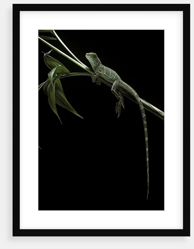 Physignathus coccinus (Asian water dragon) by Anonymous