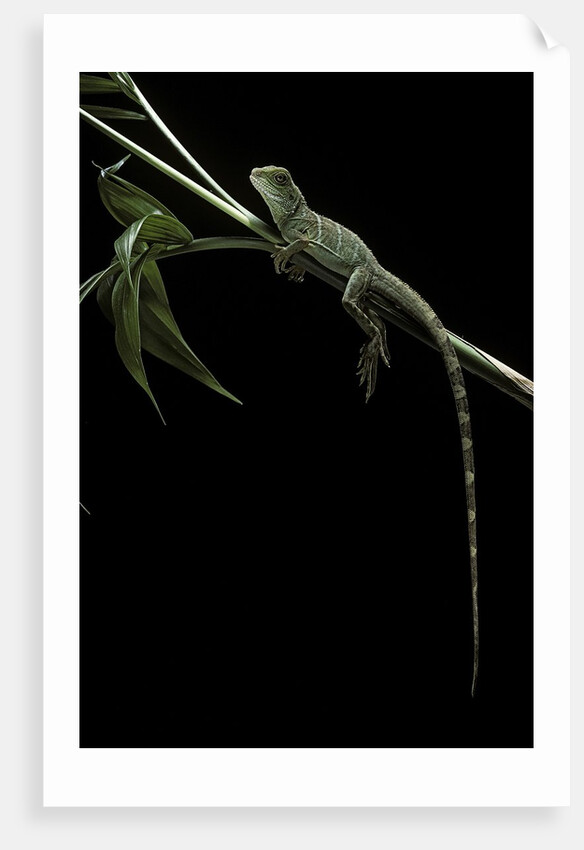 Physignathus coccinus (Asian water dragon) by Anonymous