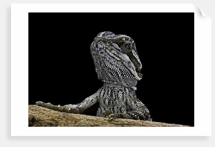 Pogona brevis (bearded dragon) - young by Anonymous