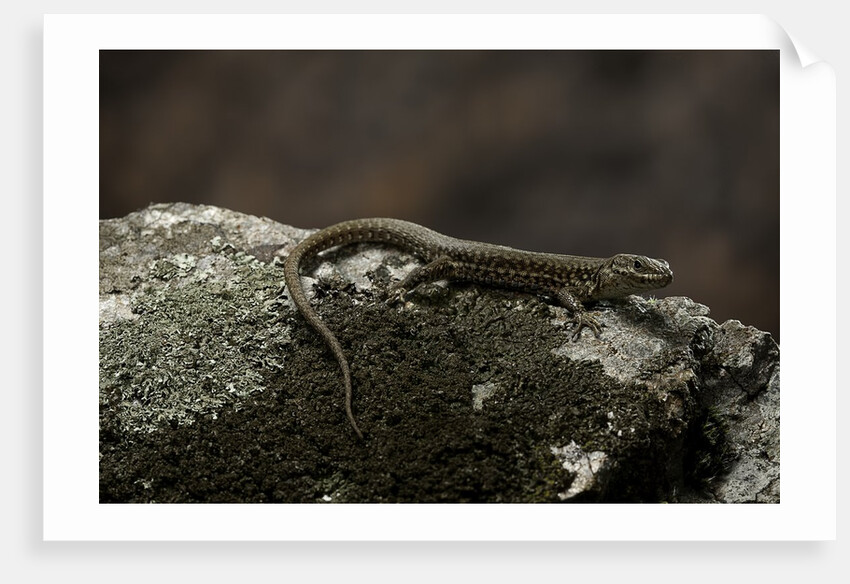 Podarcis muralis (common wall lizard) by Anonymous
