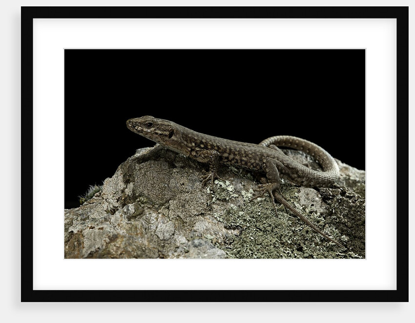 Podarcis muralis (common wall lizard) by Anonymous