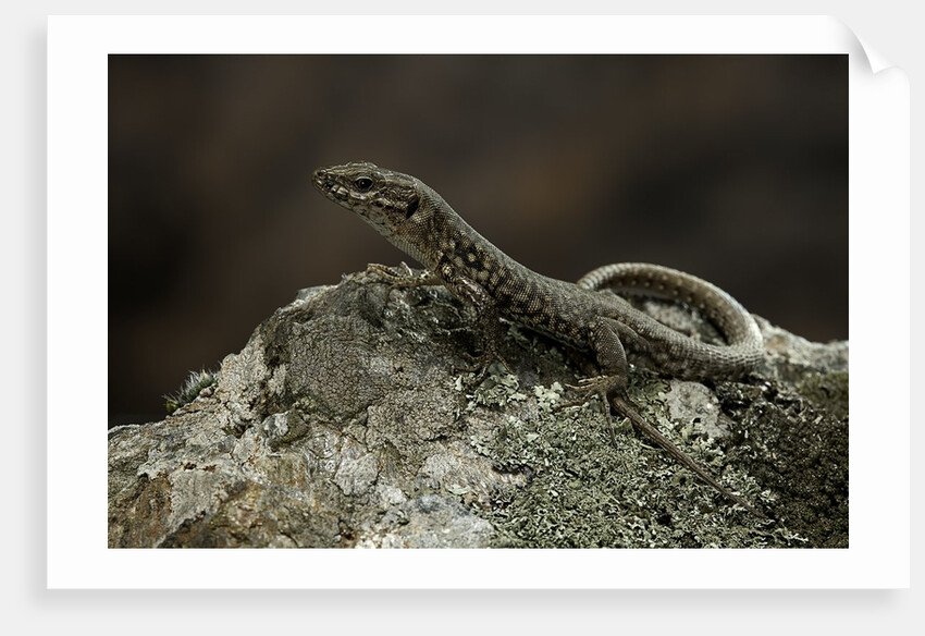 Podarcis muralis (common wall lizard) by Anonymous