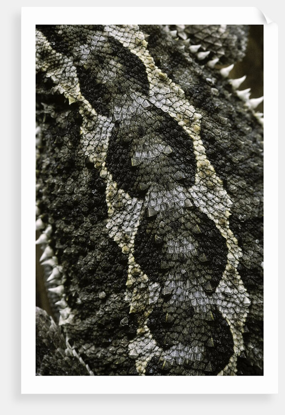 Pogona vitticeps (bearded dragon) - scales by Anonymous
