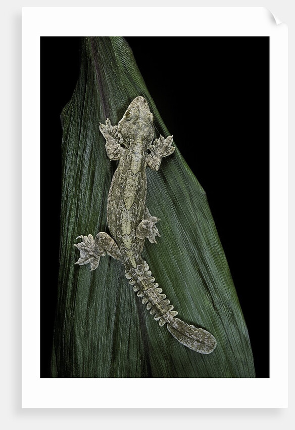 Ptychozoon kuhli (flying gecko) by Anonymous