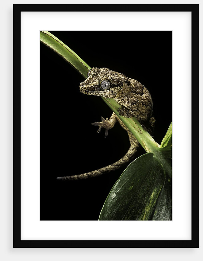 Rhacodactylus auriculatus (gargoyle gecko) by Anonymous