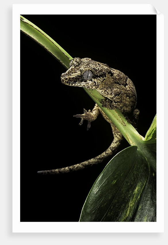 Rhacodactylus auriculatus (gargoyle gecko) by Anonymous