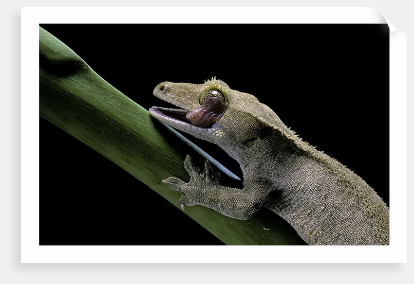 Rhacodactylus ciliatus (eyelash gecko) - cleaning its eye by Anonymous