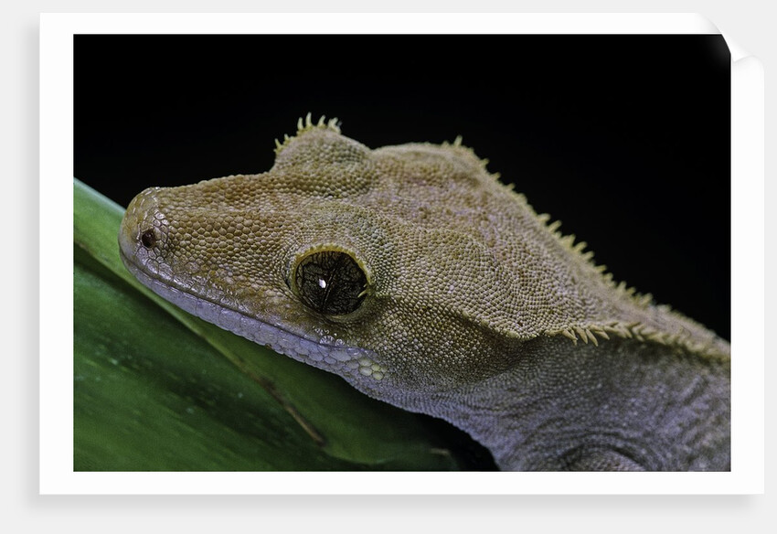 Rhacodactylus ciliatus (eyelash gecko) by Anonymous