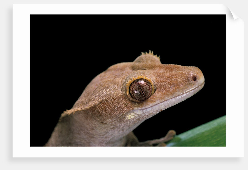 Rhacodactylus ciliatus (eyelash gecko) by Anonymous