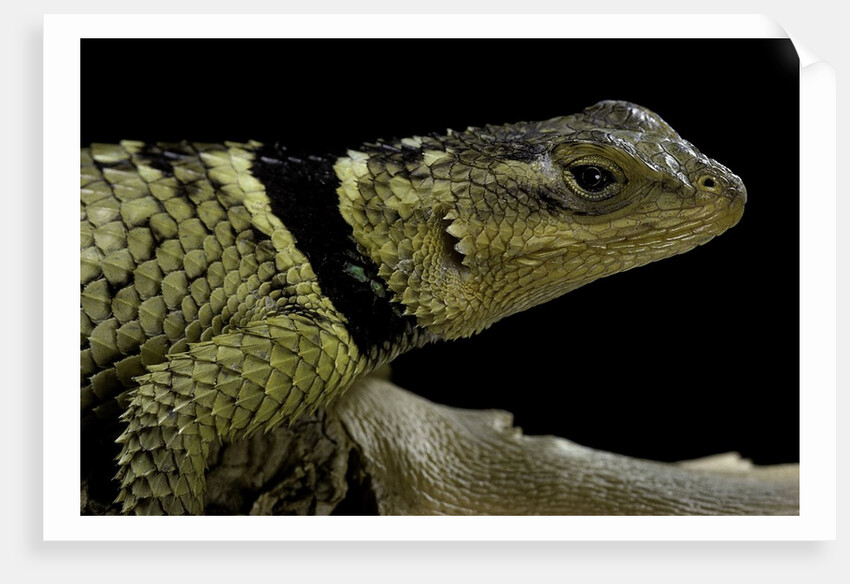 Sceloporus cyanogenys (blue spiny lizard) by Anonymous