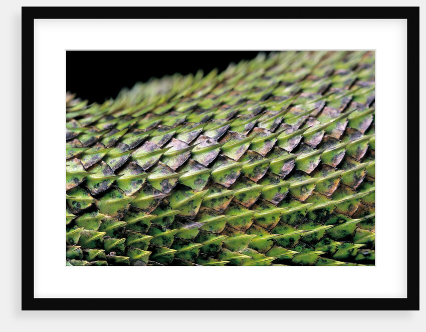 Sceloporus malachiticus (green spiny lizard) - scales by Anonymous