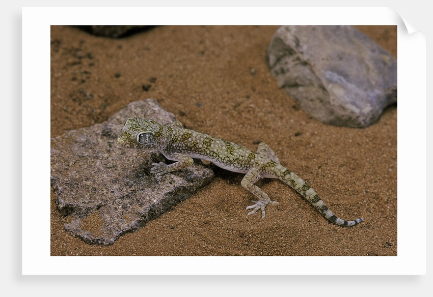 Stenodactylus sthenodactylus (elegant gecko, Lichtenstein's short-fingered gecko) by Corbis