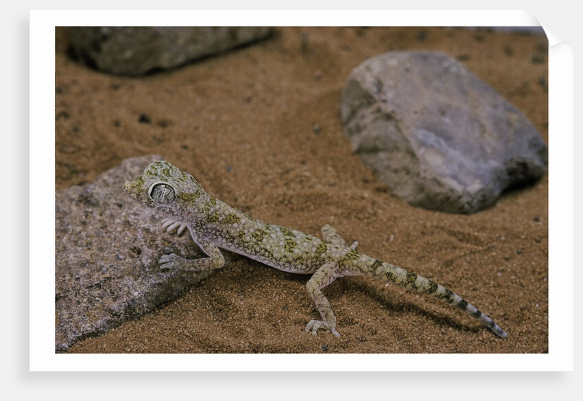 Stenodactylus sthenodactylus (elegant gecko, Lichtenstein's short-fingered gecko) by Anonymous