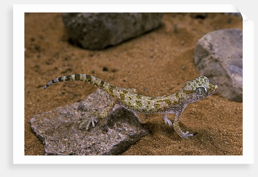 Stenodactylus sthenodactylus (elegant gecko, Lichtenstein's short-fingered gecko) by Anonymous