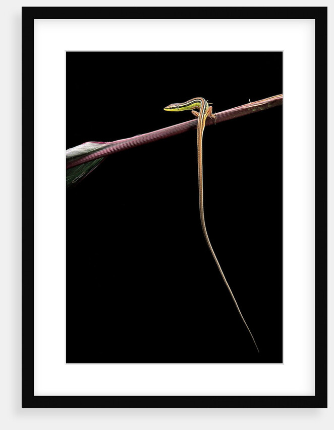 Takydromus sexileatus (oriental six-lined runner, long-tailed lizard) by Anonymous