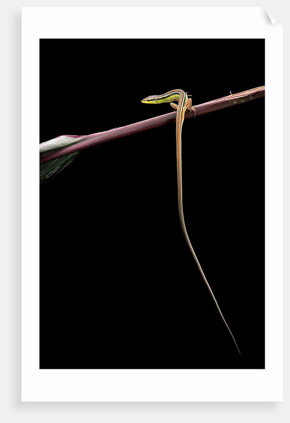 Takydromus sexileatus (oriental six-lined runner, long-tailed lizard) by Anonymous