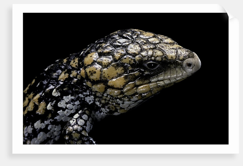 Tiliqua (Trachydosaurus) rugosa (shingleback skink) by Anonymous