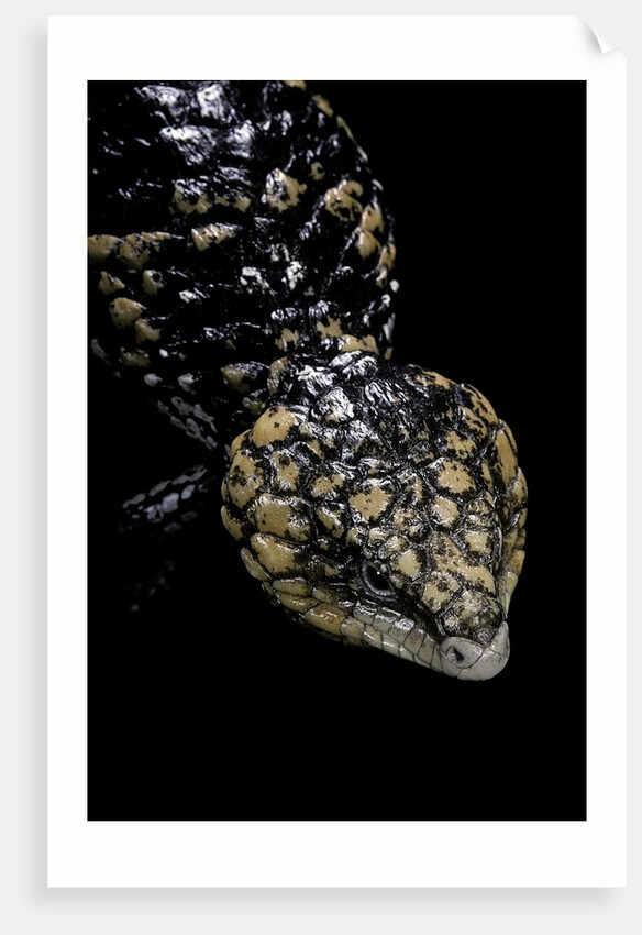 Tiliqua (Trachydosaurus) rugosa (shingleback skink) by Anonymous