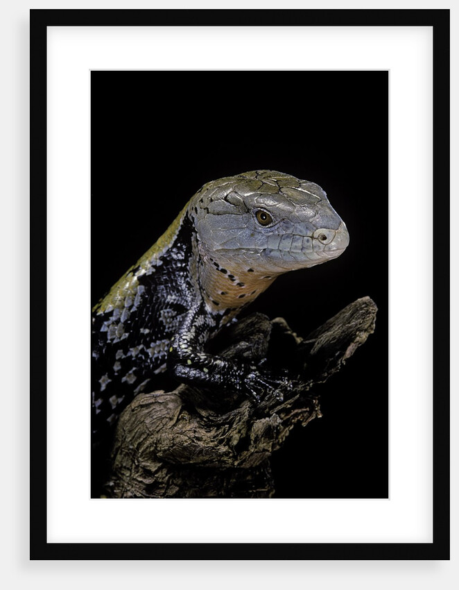 Tiliqua gigas ( giant bluetongue skink) by Anonymous