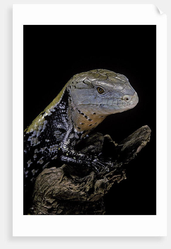 Tiliqua gigas ( giant bluetongue skink) by Anonymous