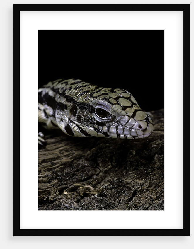 Salvator merianae (black-and-white tegu) by Anonymous