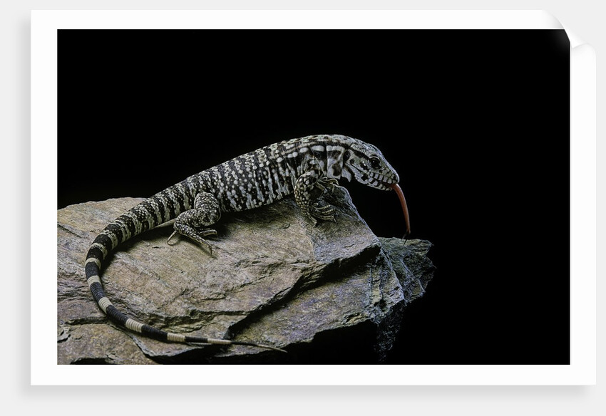 Salvator merianae (black-and-white tegu) by Anonymous
