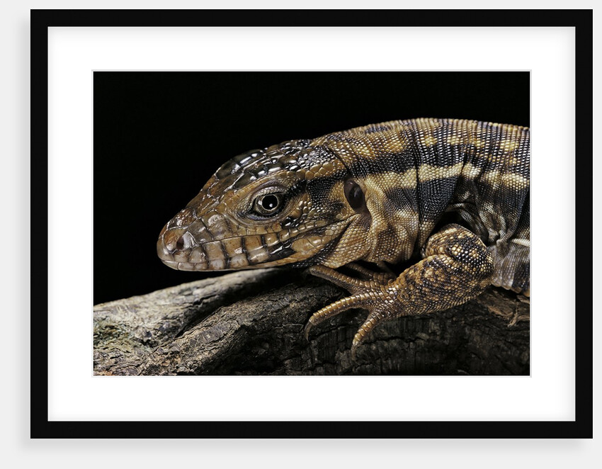 Salvator rufescens (red tegu) by Anonymous