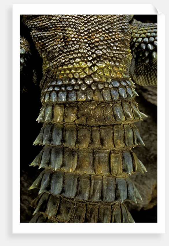 Uromastyx ornata (ornate mastigure, ornate dabb lizard) - tail by Anonymous